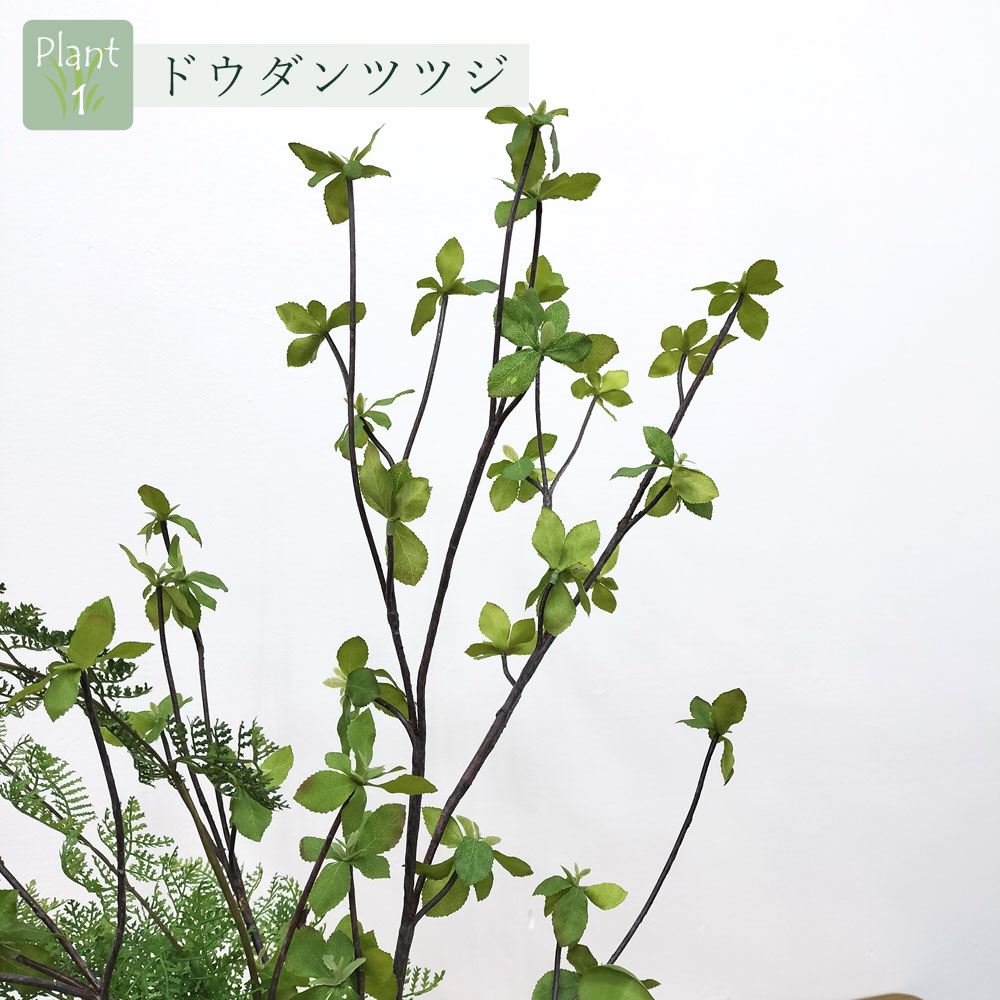 ドウダンツツジ