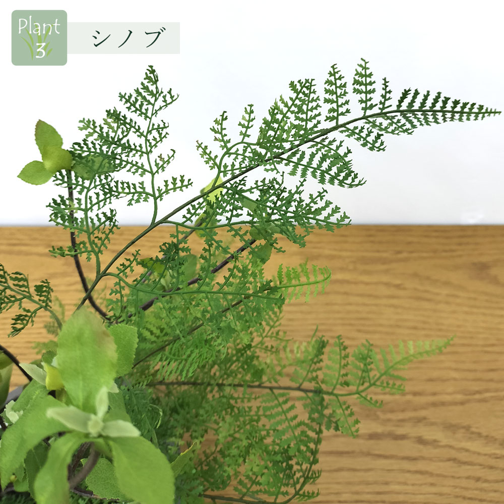 シノブ