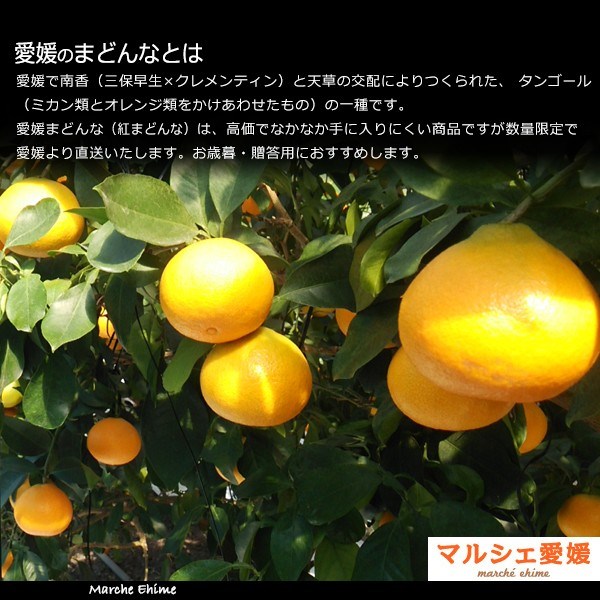 愛媛県産　まぁどんな　少し訳あり箱込み約8kg　まどんな　みかん 愛媛のまどんな 紅まどんな 2キロ 家庭用 みかん 訳あり 箱買い