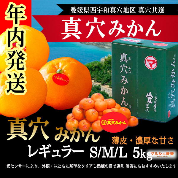 真穴みかん 5キロ レギュラー 良品 5kg S M L 愛媛 西宇和 みかん 真穴