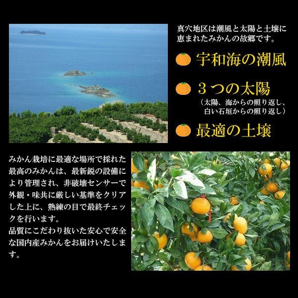 真穴みかん 2kg 2キロ 良品 S M L サイズ混合 まあな s レギュラー
