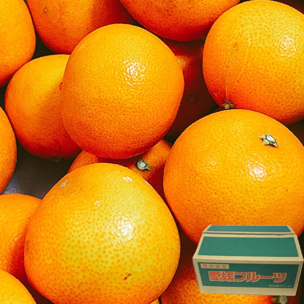 愛媛のまどんな 紅まどんな 5kg 訳あり 小粒 家庭用 5キロ みかん 箱