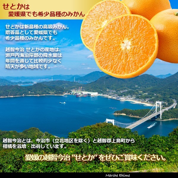 せとか 15玉、10玉セット せとか特級品（4.5kg）15玉～20