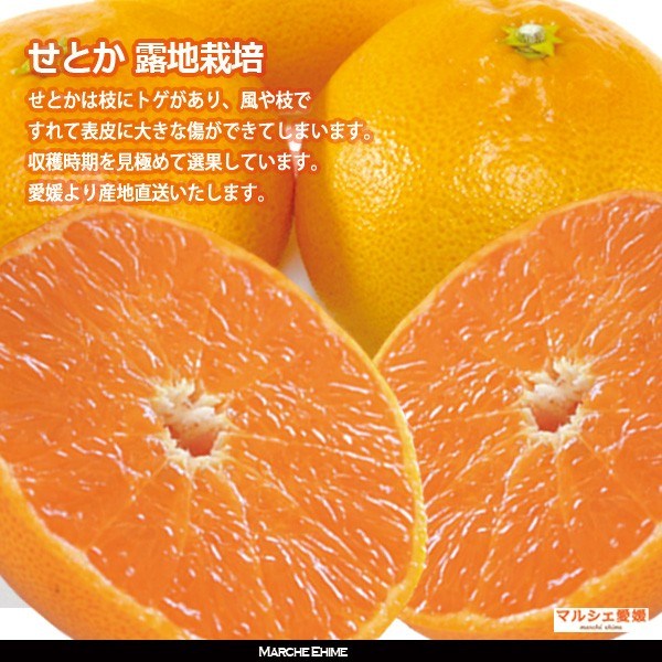 くまさん　　　せとか くまさんです くまさん くまさん くまさん くま ZX 7000 - スニーカー