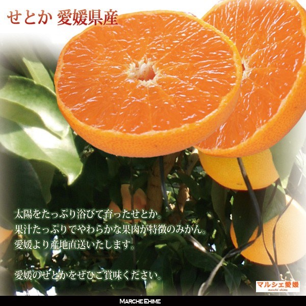 チビチビせとか【Sサイズ】箱込み約10キロ 楽天市場】せとか（総個数6 ～ 8個入り）の通販