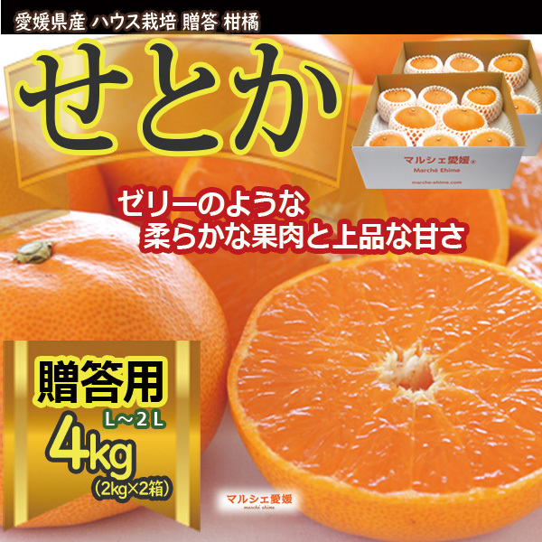 せとか 2kg × 2箱 贈答用 L〜2L ハウス栽培 みかん 箱買い 柑橘 愛媛 