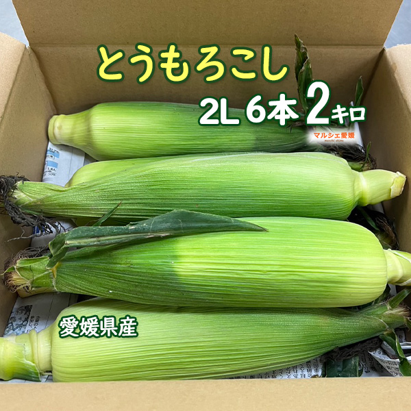 トウモロコシ 焼きとうもろこし 焼きトウモロコシ BBQ バーベキュー