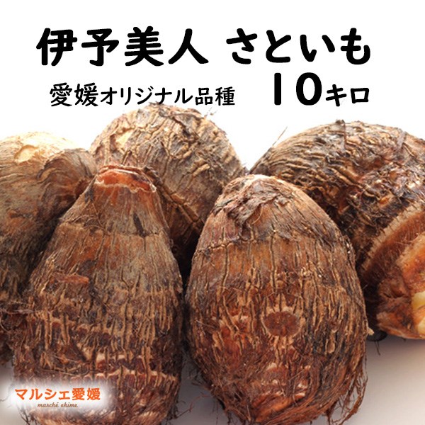 さといも 伊予美人 10kg 秀品 L 2L 里芋 10キロ 贈答用 愛媛 大きめ 野菜 贈答 一部地域 送料無料｜marche-ehime