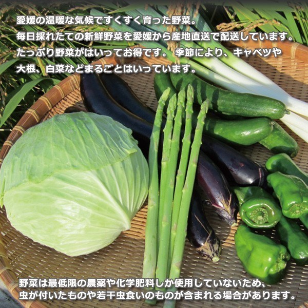 野菜セット 10種類 お米 四国 愛媛県産 産地直送｜marche-ehime｜02