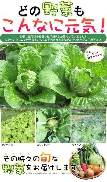 野菜セット 10種類 お米 四国 愛媛県産 産地直送｜marche-ehime｜04