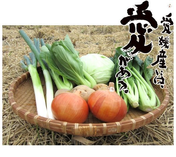 野菜セット 10種類 お米 四国 愛媛県産 産地直送｜marche-ehime｜05