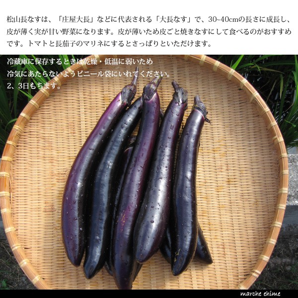 なす 長茄子 松山長なす 5kg 秀品 L 贈答用 皮と実がやわらかい 5キロ