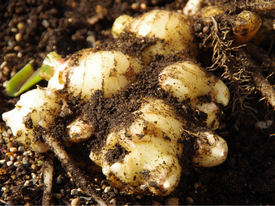 内側から温める生姜に含まれる2つの大切な温活成分