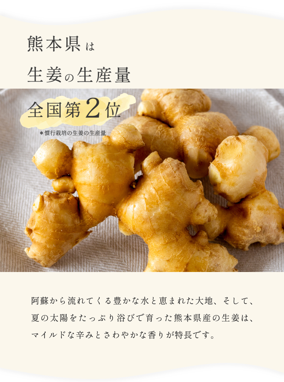熊本県は生姜の生産量第2位 阿蘇から流れてくる豊かな水と恵まれた大地、そして、夏の太陽をたっぷり浴びて育った熊本県産のショウガは、マイルドな辛みと、爽やかな香りが特長です。