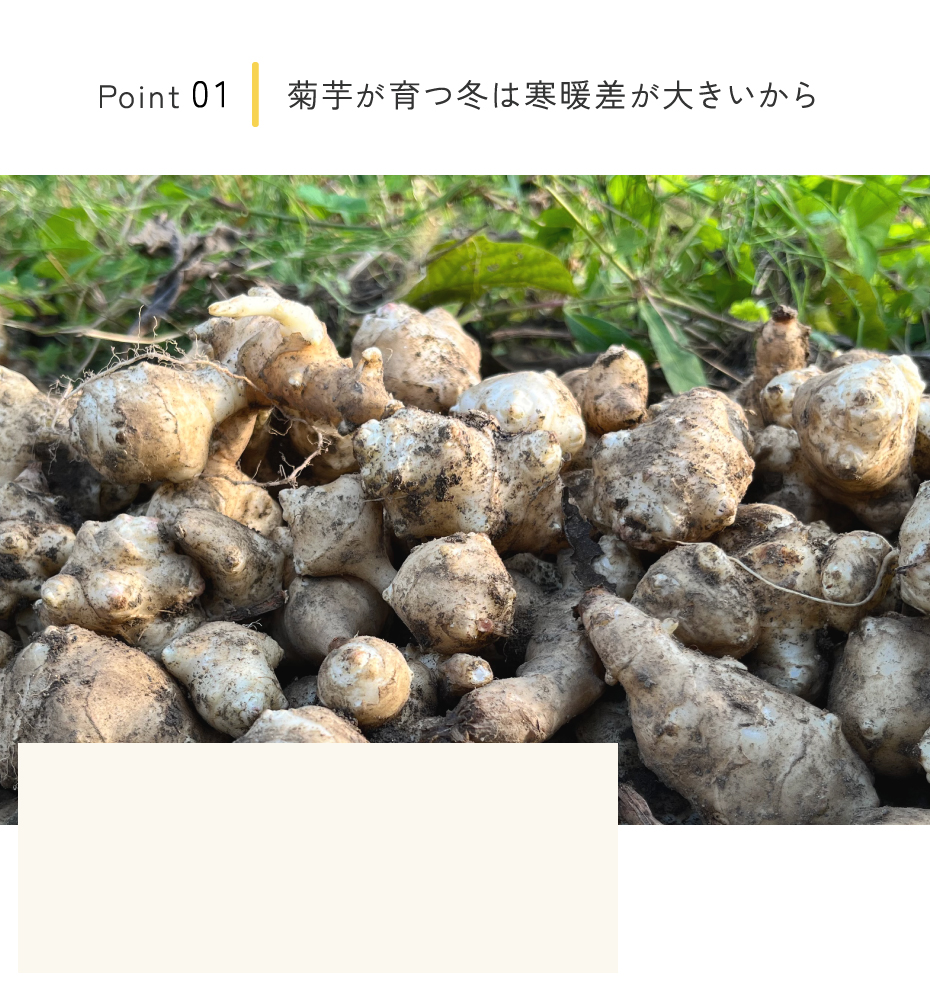 菊芋が育つ冬は寒暖差が大きいから。