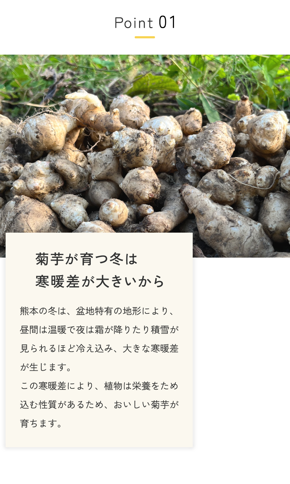 菊芋が育つ冬は寒暖差が大きいから。熊本の冬は、盆地特有の地形により、昼間は温暖で夜は霜が降りたり積雪が見られるほど冷え込み、大きな寒暖差が生じます。この寒暖差により、植物は栄養をため込む性質があるため、おいしい菊芋が育ちます。