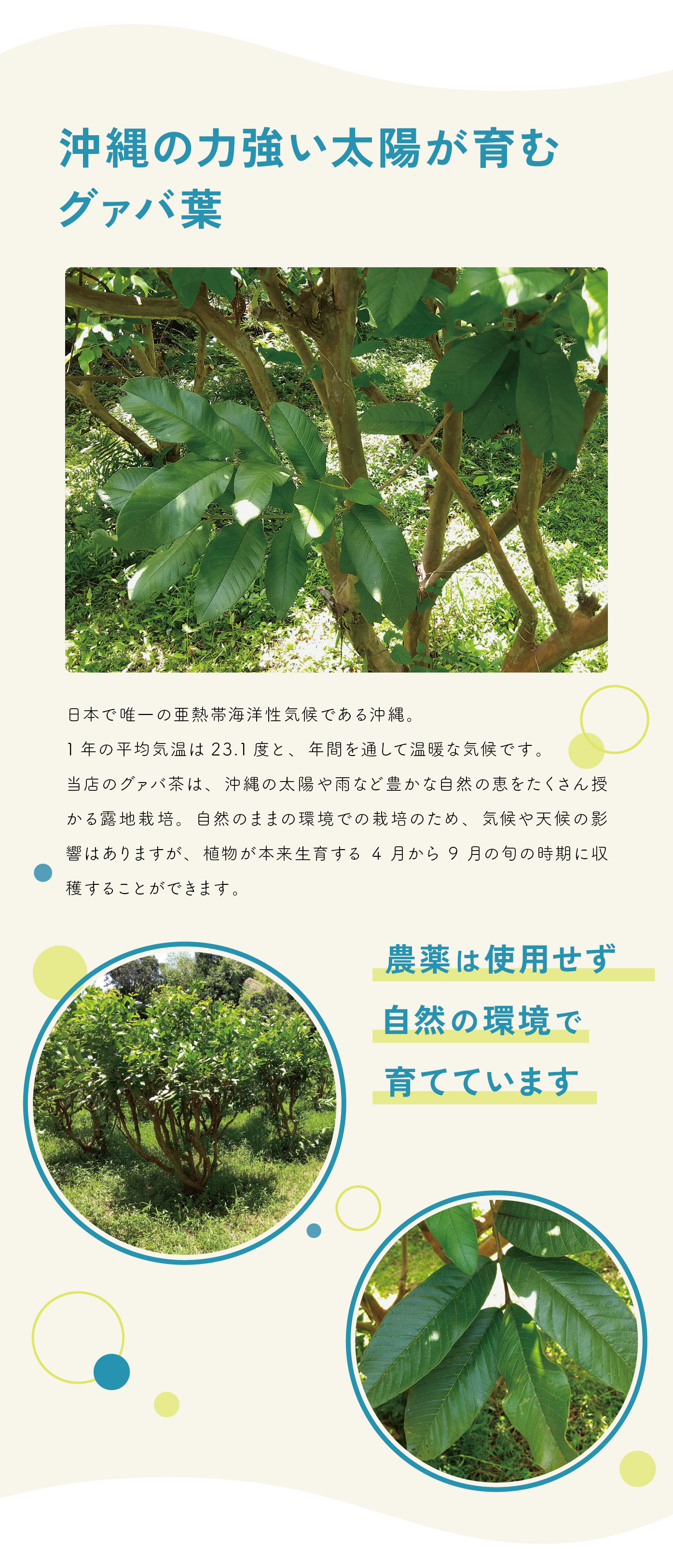 グァバ茶 農薬を使用せず育てています 無農薬