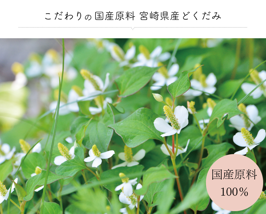 宮崎県産 どくだみ茶