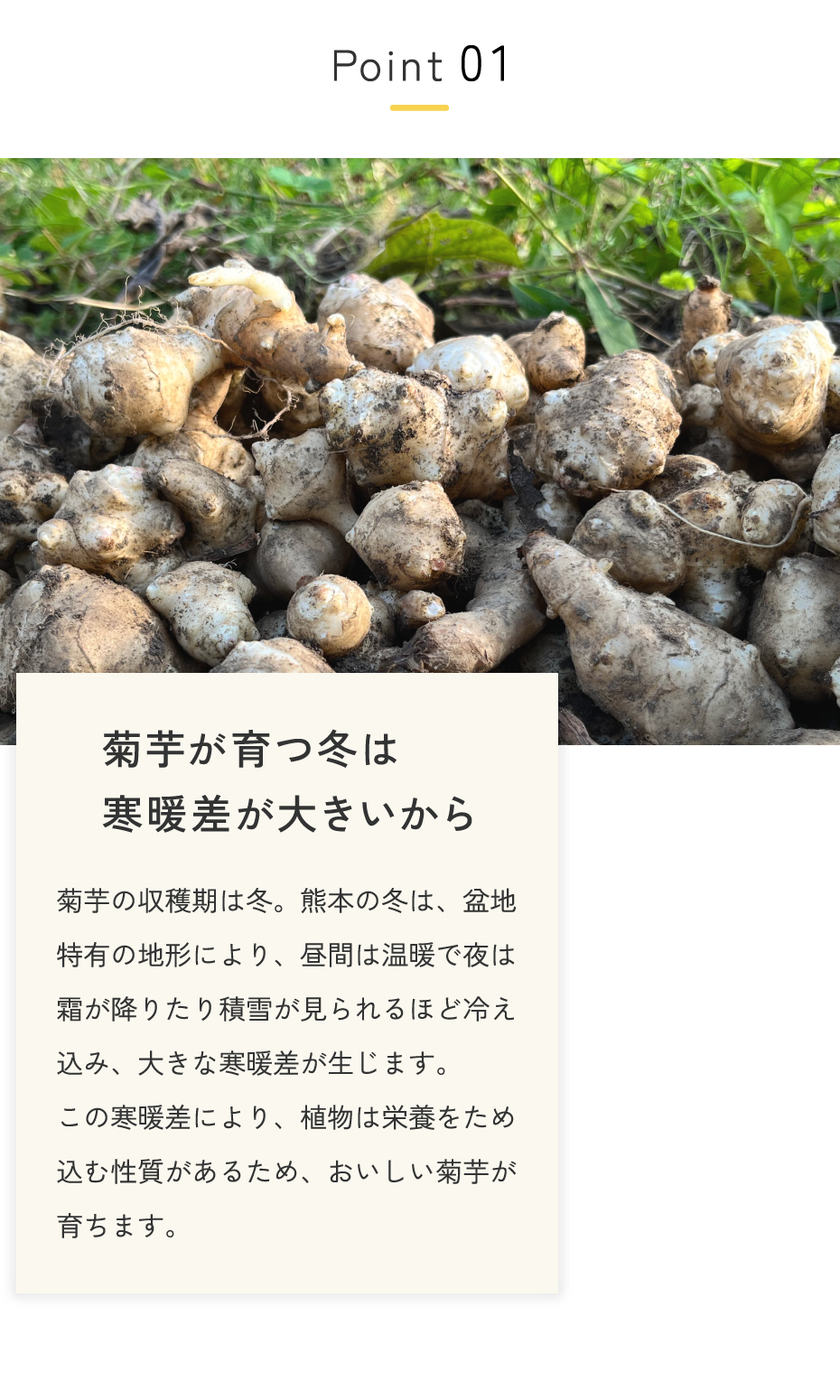 菊芋の収穫期は冬。熊本の冬は、盆地特有の地形により、昼間は温暖で夜は霜が降りたり積雪が見られるほど冷え込み、大きな寒暖差が生じます。この寒暖差により、植物は栄養をため込む性質があるため、おいしい菊芋が育ちます。