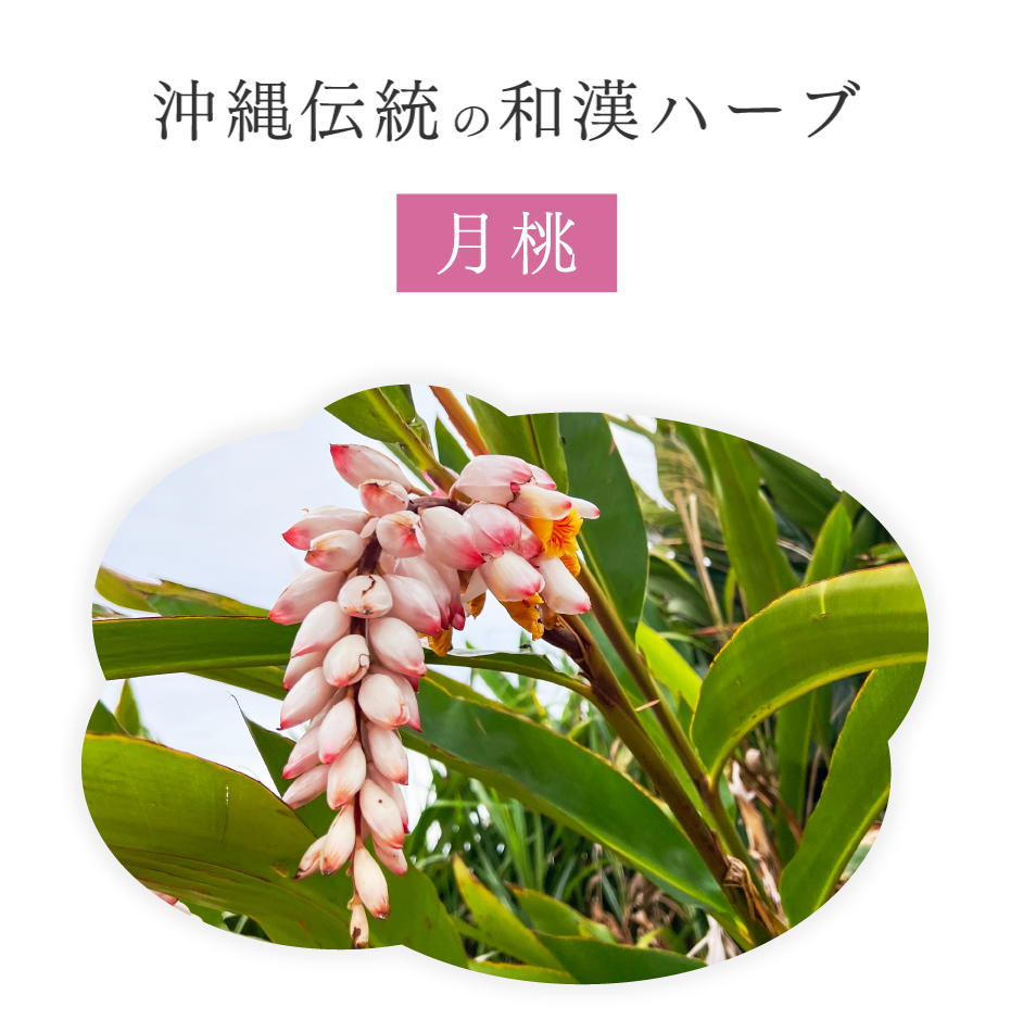 月桃茶 沖縄県産 ティーパック 2g×40包 国産 ティーバッグ ノンカフェ