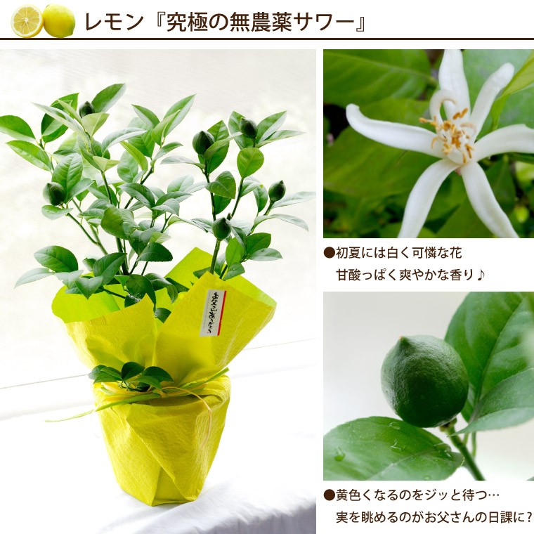 Amazon｜花まりか 父の日 ギフト 果樹鉢 『初夏の果樹鉢植え