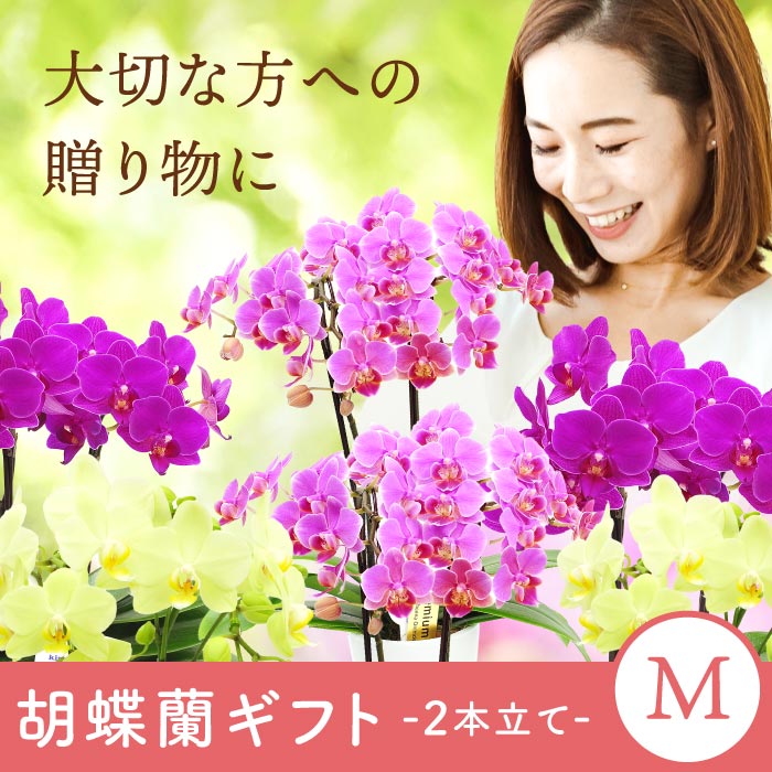 鉢植えの花 プレゼント 選べるミディ 胡蝶蘭 ...の詳細画像1