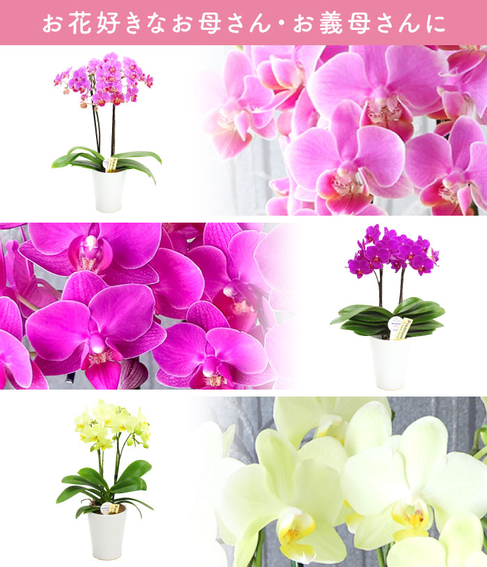 鉢植えの花 プレゼント 選べるミディ 胡蝶蘭 ...の詳細画像3