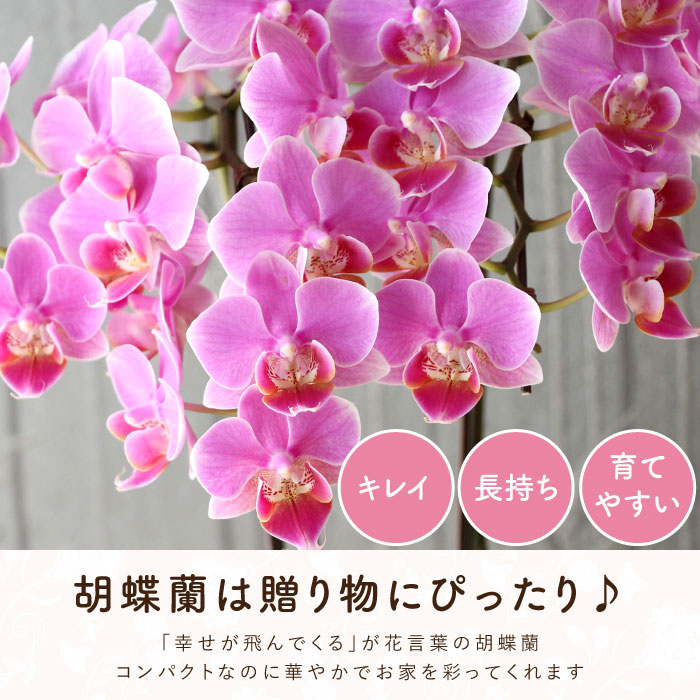 鉢植え プレゼント 花 選べるミディ 胡蝶蘭 生花 開店祝い 産地