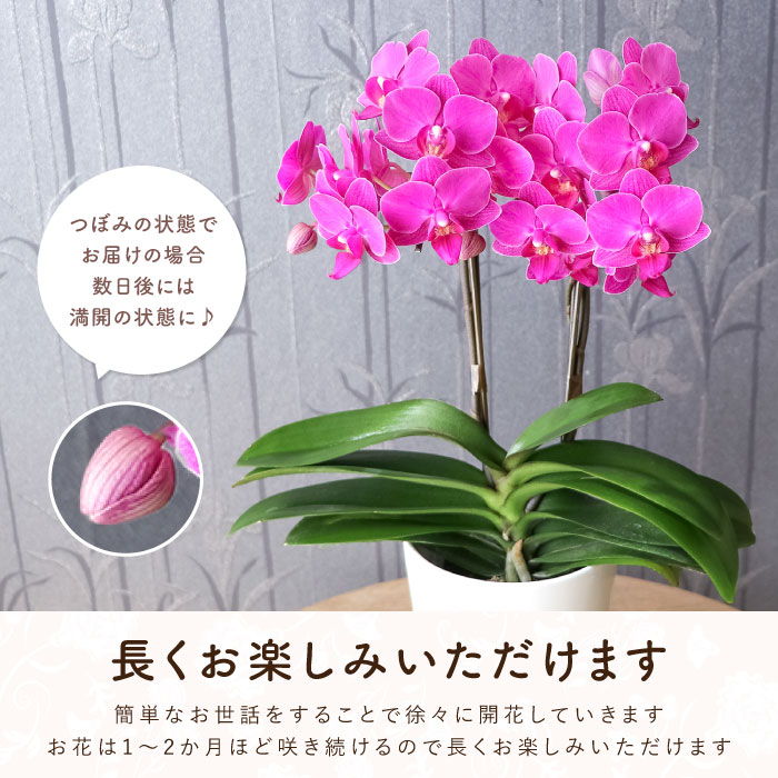 鉢植え プレゼント 花 選べるミディ 胡蝶蘭 生花 開店祝い 産地