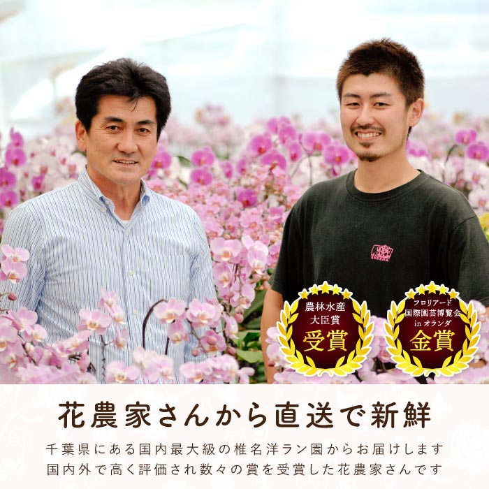鉢植えの花 プレゼント 選べるミディ 胡蝶蘭 生花 産地直送 洋ラン 鉢