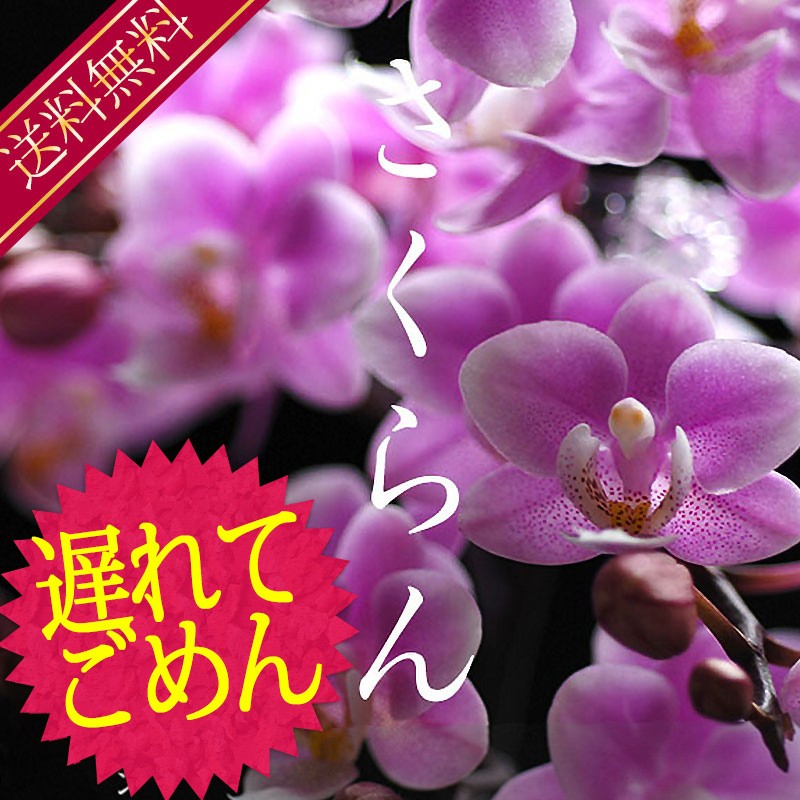 母の日人気1位 『選べるマイクロ胡蝶蘭・さくらん他』