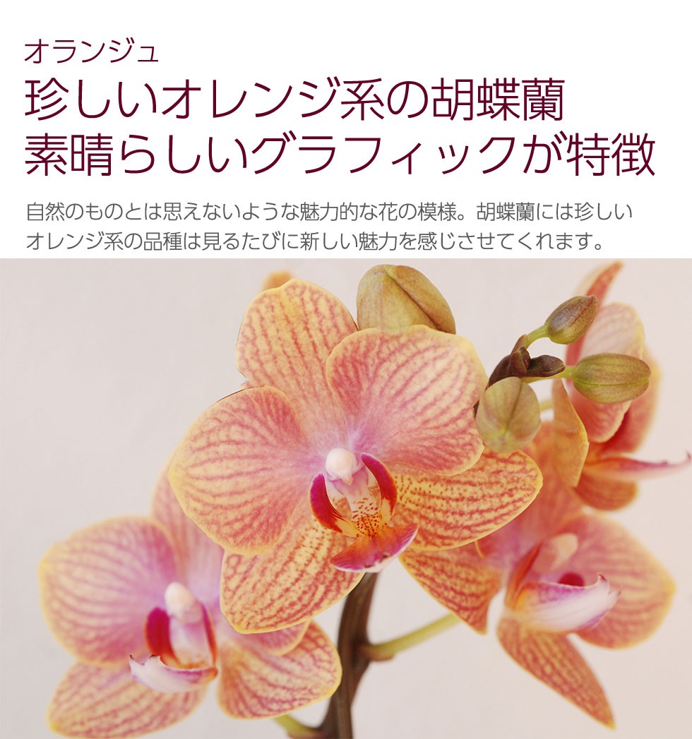 最高の胡蝶 蘭 珍しい 品種 すべての美しい花の画像