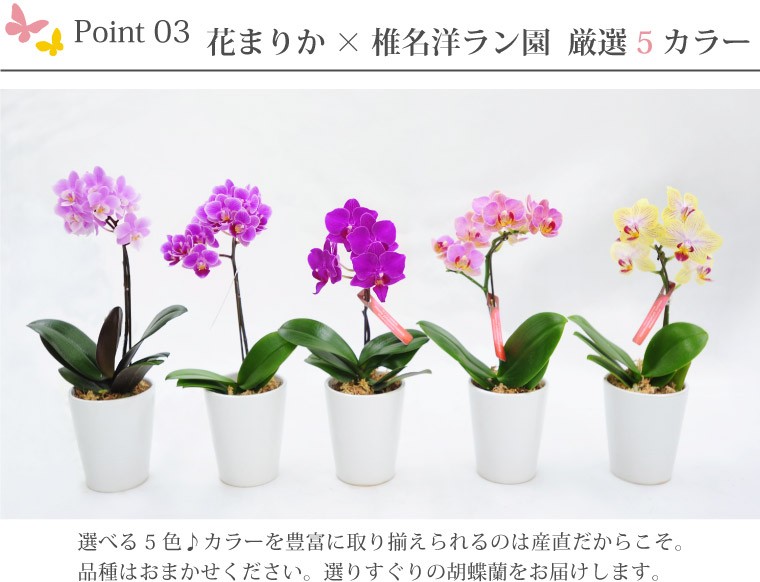 敬老の日 鉢植え 花 ギフト 選べる マイクロ 胡蝶蘭 鉢植えの花 鉢花 コチョウラン 洋ラン 生花 プレゼント 母 還暦 古希 喜寿 祝い 贈り物 Gf Skrn S 横浜花まりかフラワーギフト専門店 通販 Yahoo ショッピング