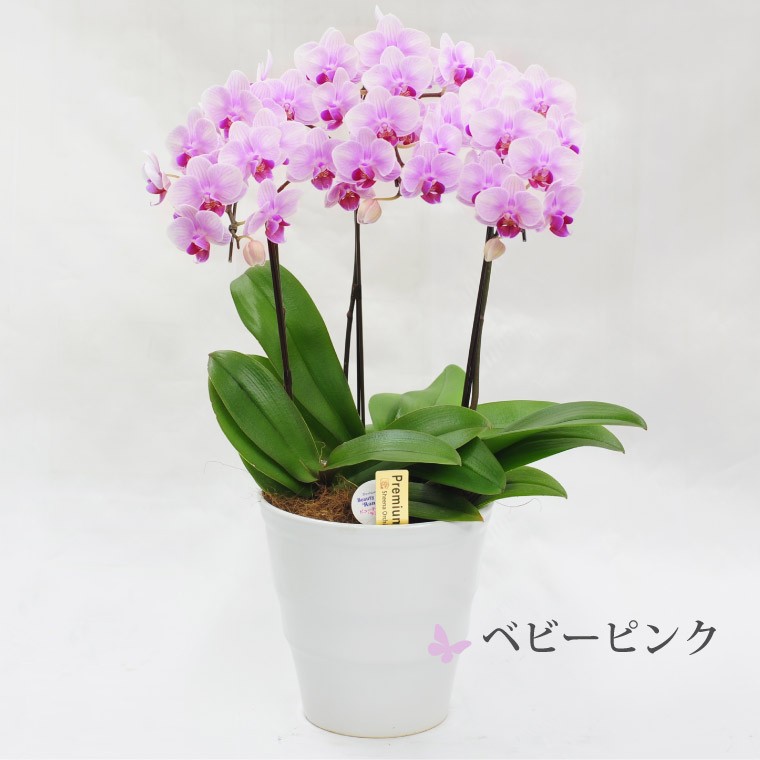 お祝い お供え 鉢植え 花 ギフト 椎名洋ラン園 ミディ 胡蝶蘭 5.5号 3F