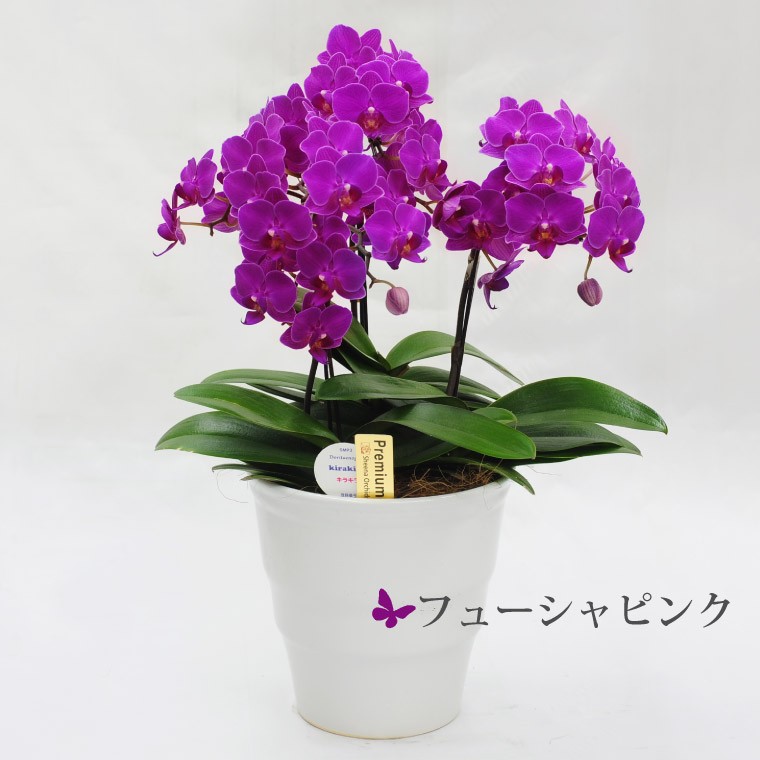 お祝い お供え 鉢植え 花 ギフト 椎名洋ラン園 ミディ 胡蝶蘭 5.5号 3F