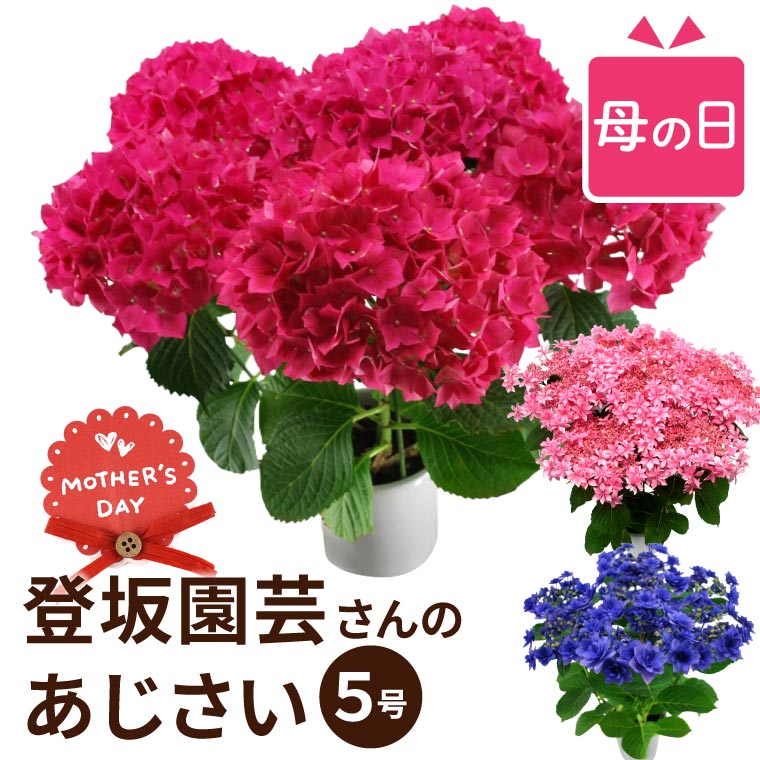 鉢植え 生花 ギフト 登坂園芸 あじさい 鉢花 紫陽花 誕生日 プレゼント 還暦 古希 喜寿祝い 女性 祖母 50代 60代 70代 80代