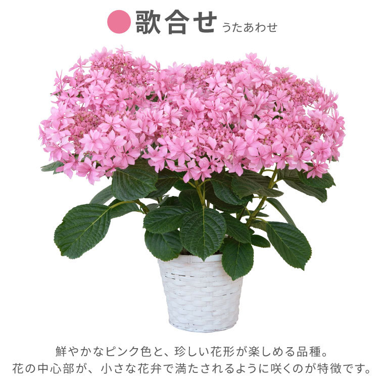 母の日 22 鉢植え 花 ギフト 登坂園芸 あじさい 鉢花 紫陽花 誕生日 プレゼント 還暦 古希 喜寿祝い 女性 祖母 50代 60代 70代 80代 Ha 07 横浜花まりかフラワーギフト専門店 通販 Yahoo ショッピング