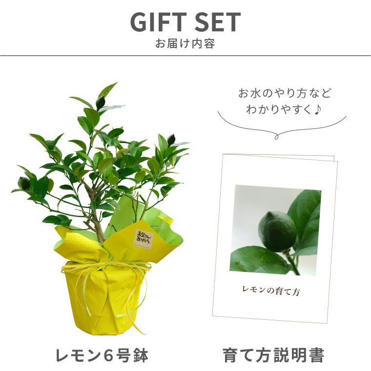 レモン苗木 実が沢山付き 果樹 鉢ごと発送 品種不明 レモン苗木 実が