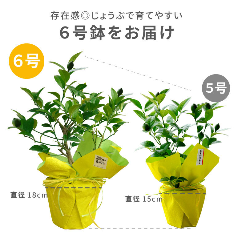 育てる 果樹鉢 レモンの木 号 果物 苗木 鉢植え 花 夏 ギフト 誕生日