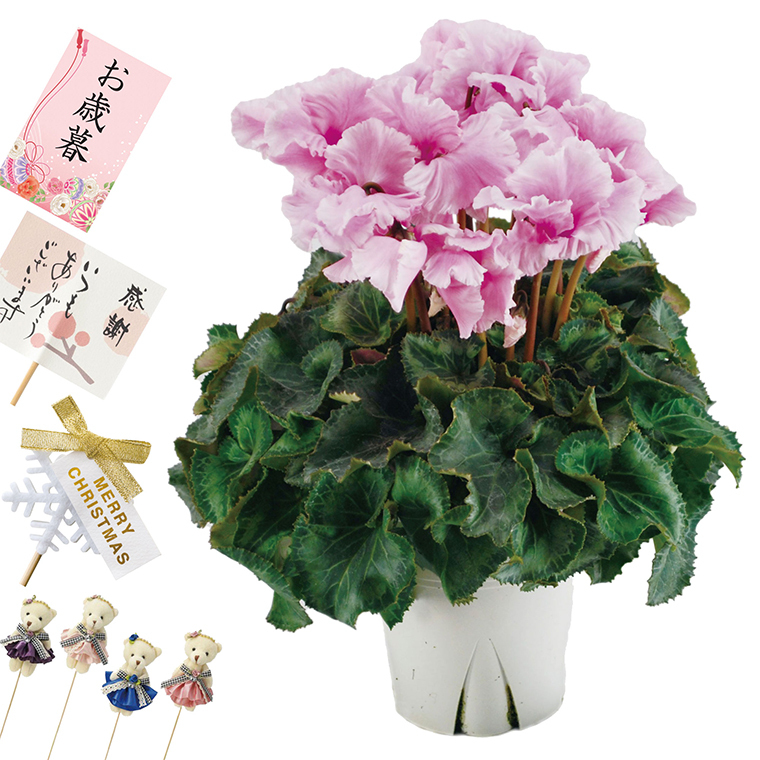 花鉢 登坂園芸 シクラメン 鉢植え 花 ギフト プレゼント 生花 定年退職 還暦祝い 女性 古希 喜寿 お祝い の品 母 誕生日 祖母 Ha 12 横浜花まりかフラワーギフト専門店 通販 Yahoo ショッピング 花鉢 登坂園芸 シクラメン 鉢植え 花 ギフト プレゼント 生花 定年退職 還暦祝い 女性 古希 喜寿 お祝い の品 母 誕生日 祖母 Ha 12 横浜花まりかフラワーギフト専門店 通販 Yahoo ショッピング