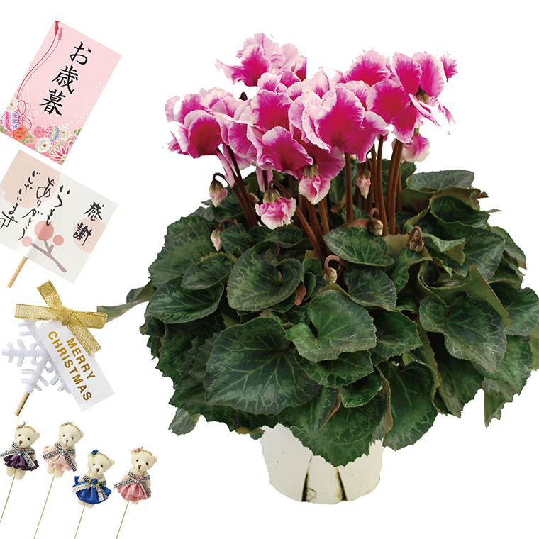 花鉢 登坂園芸 シクラメン 鉢植え 花 ギフト プレゼント 生花 定年退職 還暦祝い 女性 古希 喜寿 お祝い の品 母 誕生日 祖母 Ha 12 横浜花まりかフラワーギフト専門店 通販 Yahoo ショッピング 花鉢 登坂園芸 シクラメン 鉢植え 花 ギフト プレゼント 生花 定年退職 還暦祝い 女性 古希 喜寿 お祝い の品 母 誕生日 祖母 Ha 12 横浜花まりかフラワーギフト専門店 通販 Yahoo ショッピング