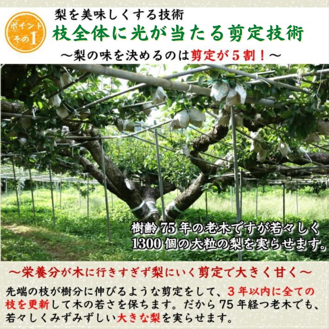 新品種 梨 甘ひびき 無農薬 有機栽培 高知県産 4kg 早生梨 贈答