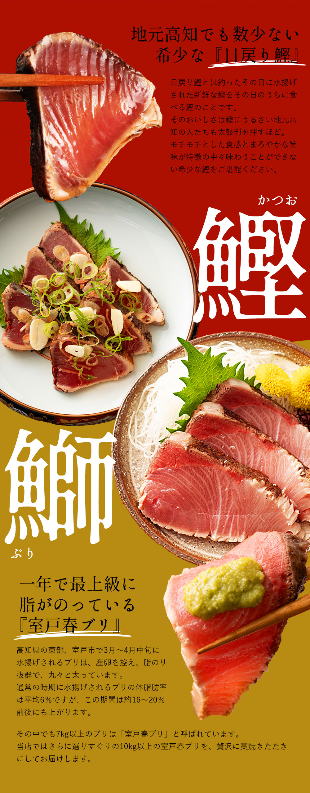 脂のり最高の天然ブリ