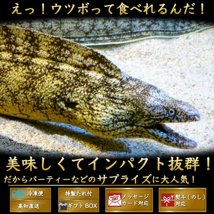 高級海鮮珍味ウツボのたたき