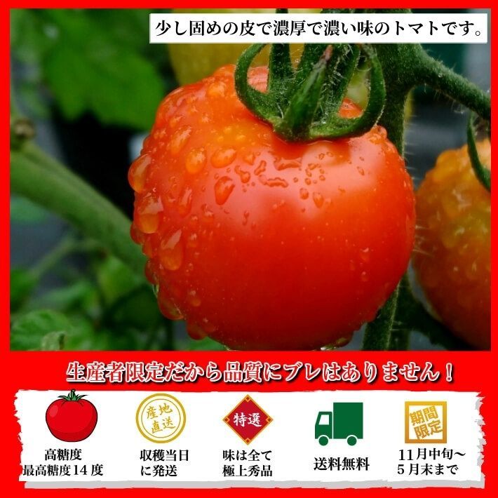 最終決算 - 【北海道産】【減農薬】【大玉トマト】【桃太郎】【２ｋｇ