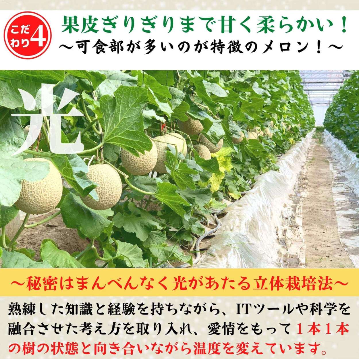 メロン マスクメロン 高知県産 近澤さんのとろけるメロン 約1,5kg 果物 ギフト 贈答用 : 10000323 : 土佐カツオとうなぎ通販  池澤鮮魚 - 通販 - Yahoo!ショッピング