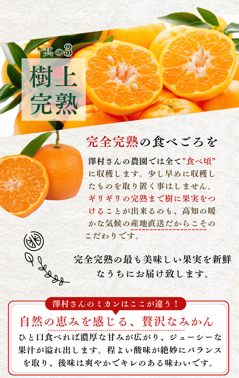 山北みかん 減農薬 優品 約3kg 生産者限定 温州みかん お歳暮