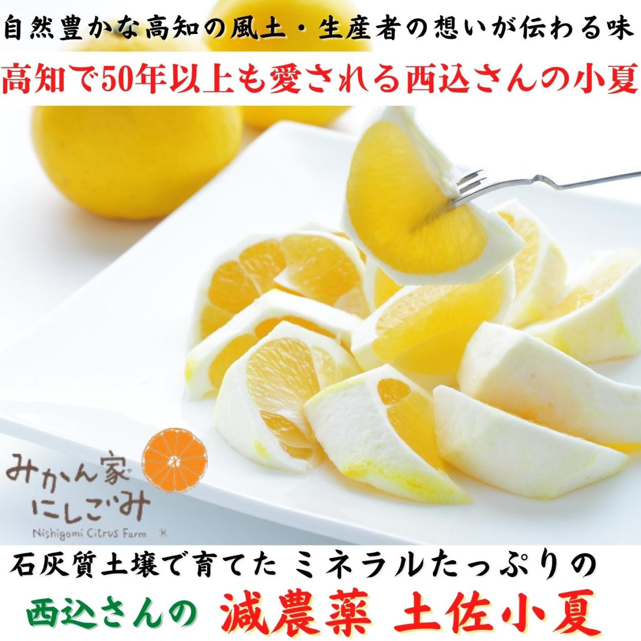 高知県産 農薬不使用 小夏10kg 104c_2.jpg
