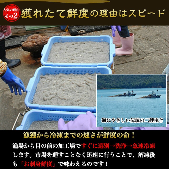 生シラス漁で獲れる穴子の稚魚