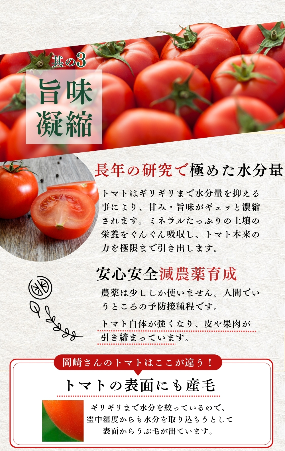 トマト フルーツトマト 高知県産 高濃度 ミニトマト 約3kg 高級
